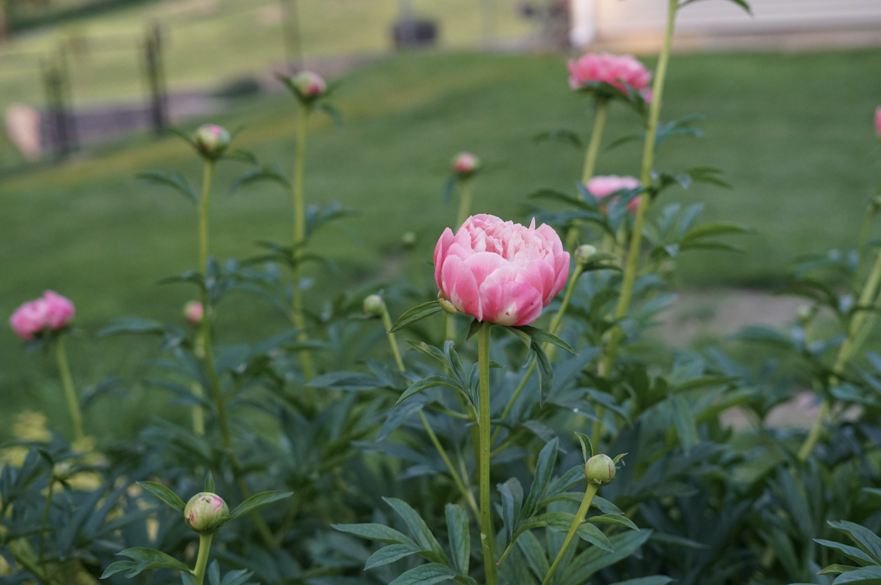 Photo of a flower blooming representing the growth of Ari and her story.